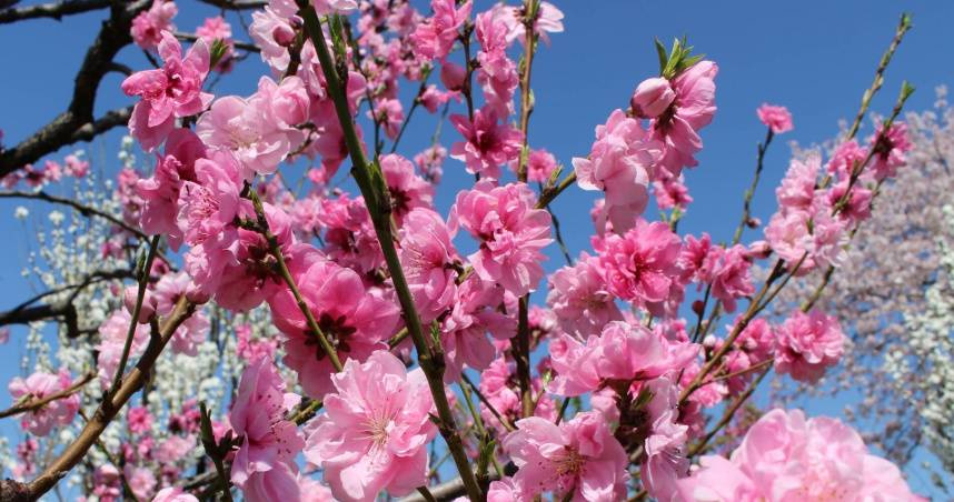 12星座一週運勢出爐　水瓶說話有力量、獅子現實遇拉扯