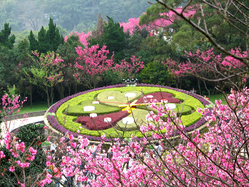 陽明山,櫻花季,陽明山花季,櫻花,台北景點,陽明山景點,陽明山櫻花