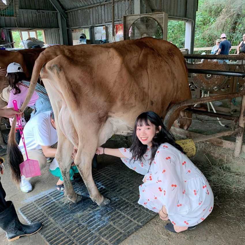【飛牛牧場】苗栗通霄好玩的親子景點，門票優惠、園區介紹、住宿推薦懶人包